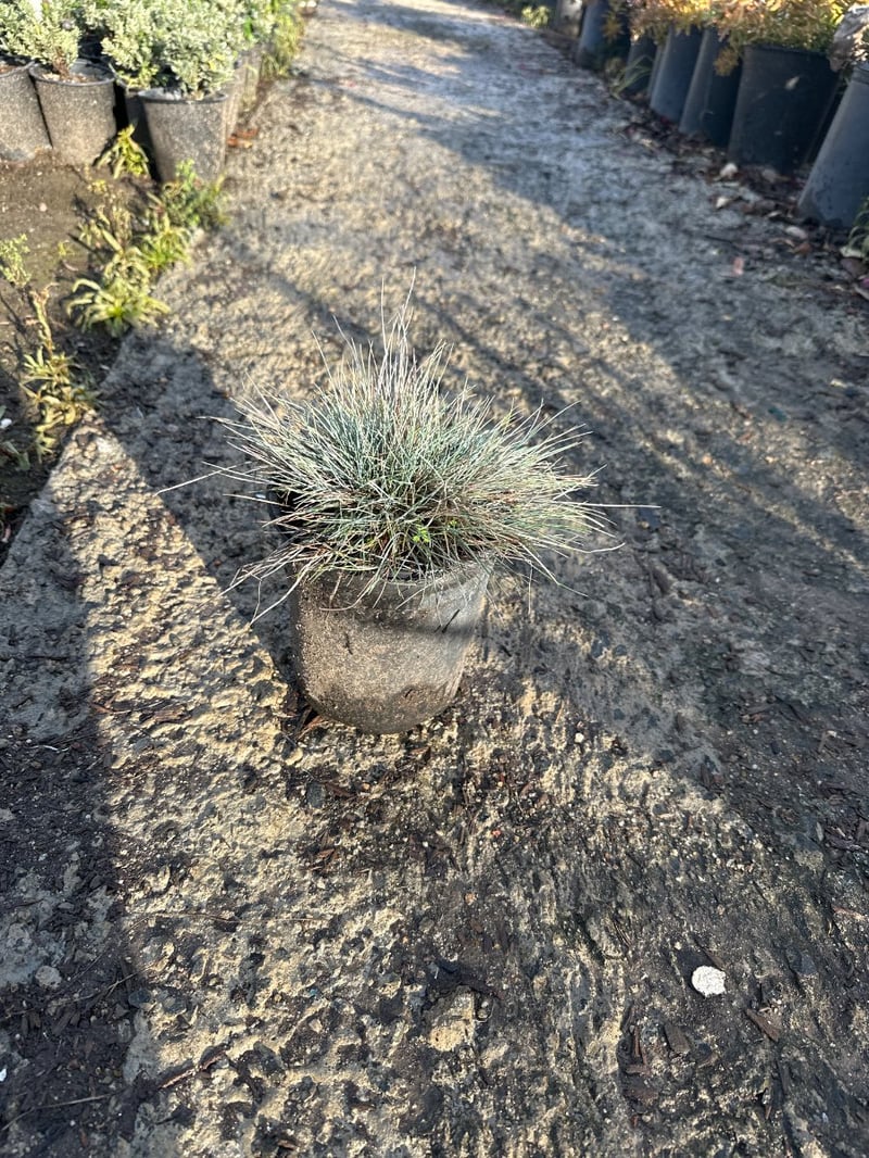 Photo for Festuca glauca (Blue Fescue)
