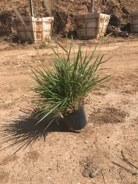 Photo for Pennisetum 'Fairy Tails' (Evergreen Fountain Grass)