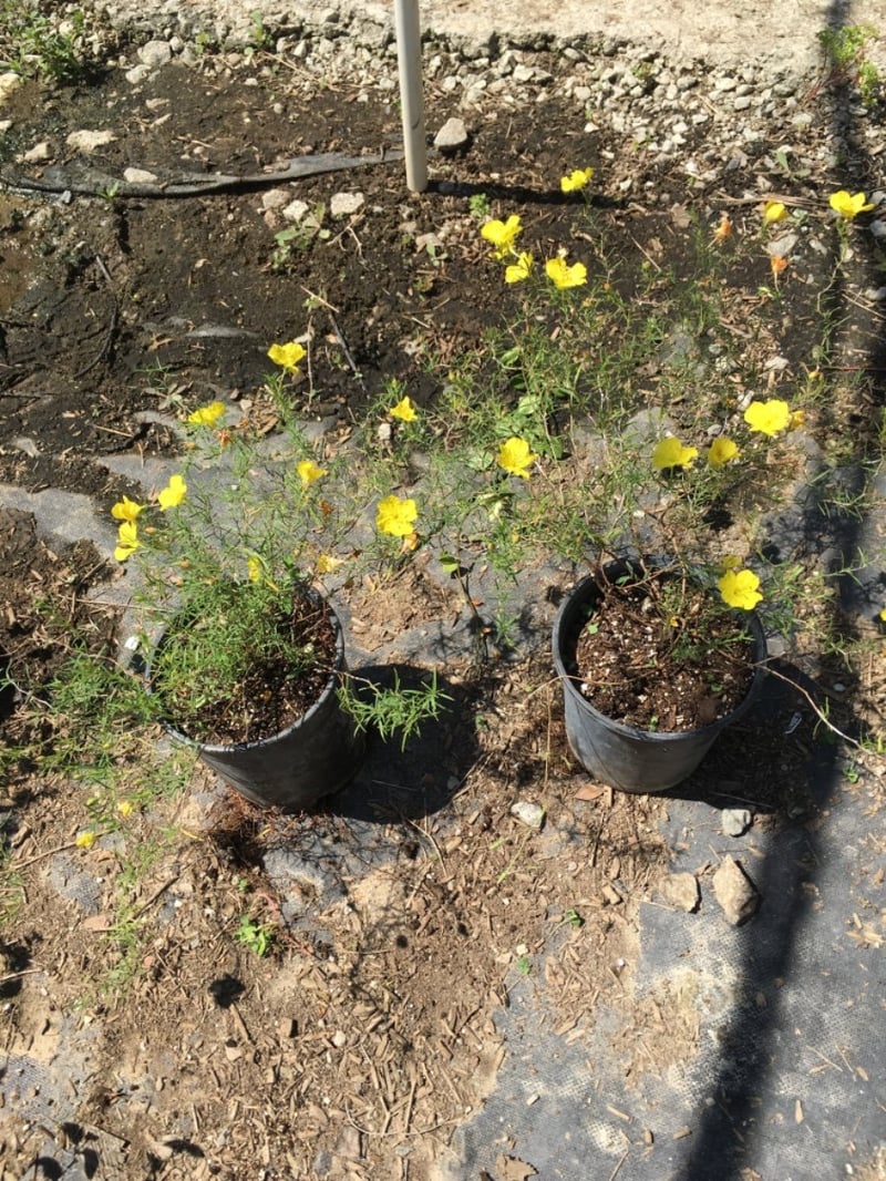 Photo for Calylophus hartwegii (Hartweg's Sundrops)