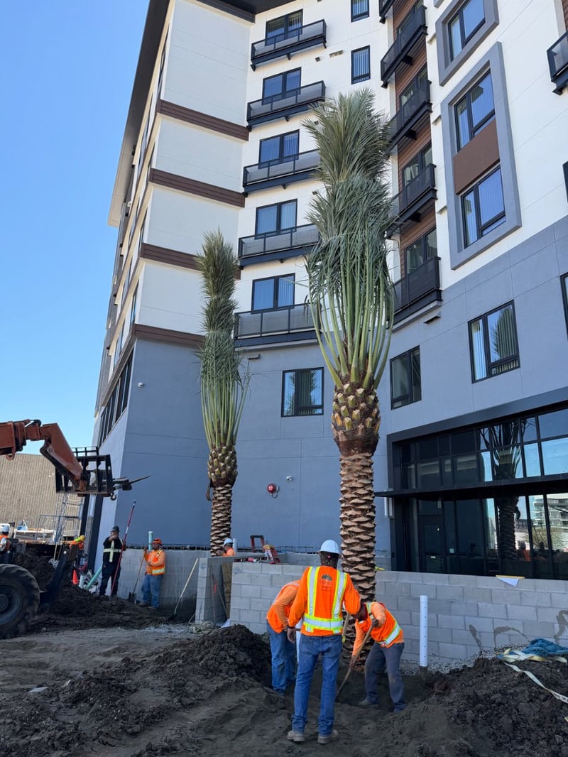 Photo for Phoenix dactylifera 'Medjool' (Medjool Date Palm)