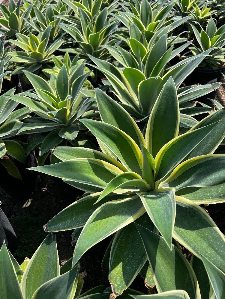Photo for Agave attenuata 'Variegata' (Variegated Fox Tail Agave)