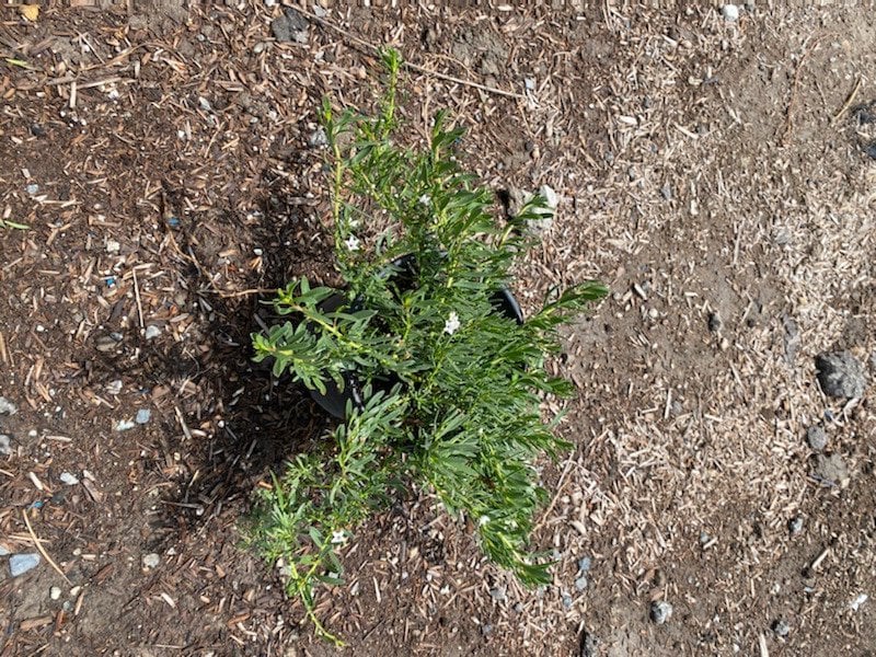 Photo for Myoporum parvifolium 'White' (M. p. 'Prostratum') (White Creeping Myoporum)