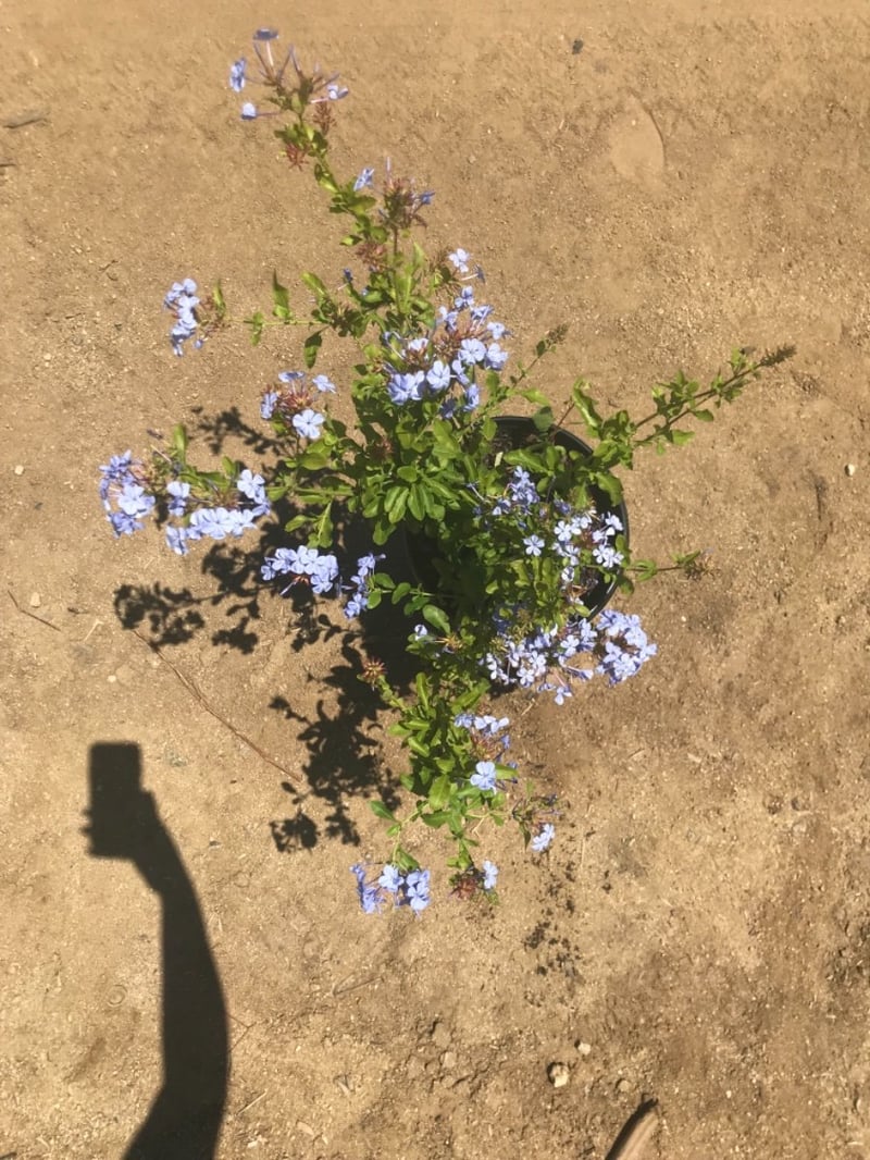 Photo for Plumbago auriculata 'Imperial Blue' (Blue Cape Plumbago)