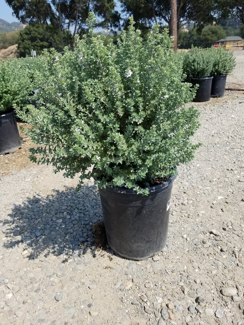 Photo for Westringia fruticosa 'Grey Box' (Grey Box Dwarf Coast Rosemary)