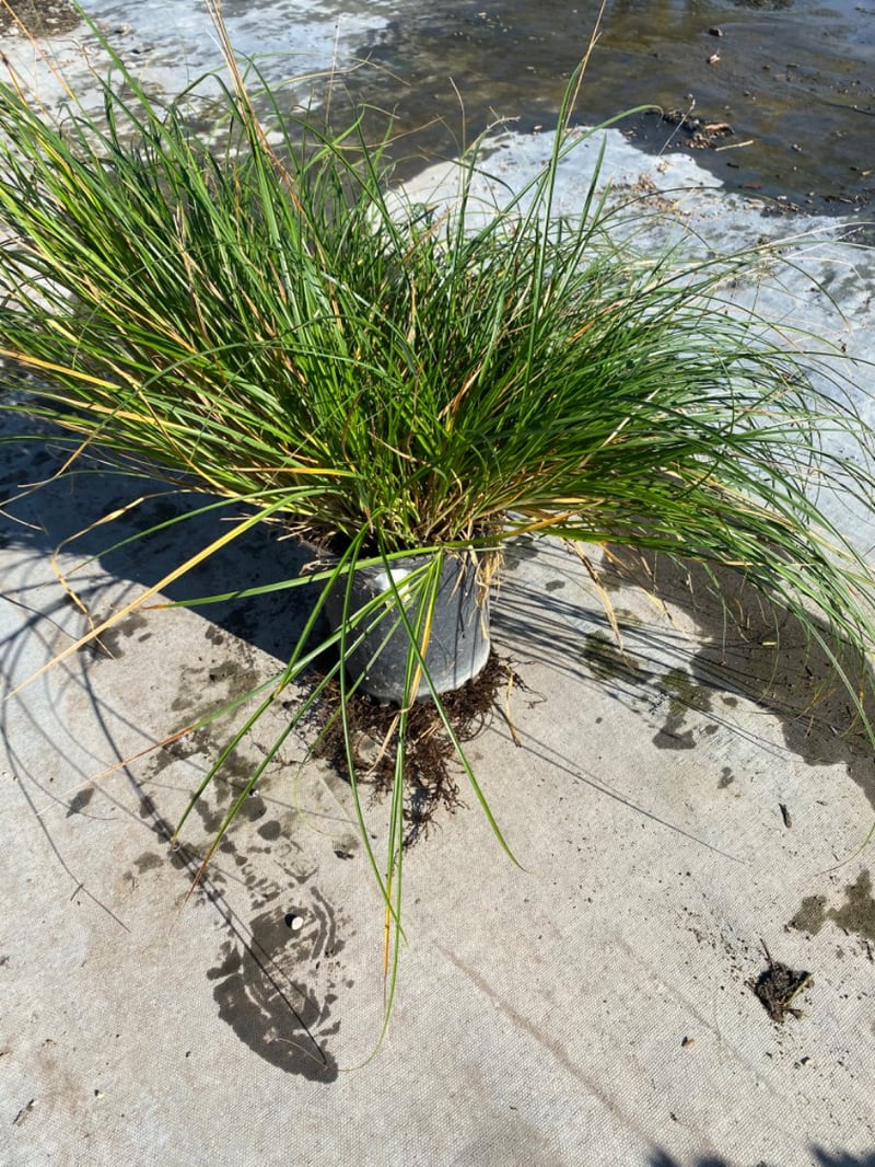 Photo for Carex tumulicola (Foothill Sedge)