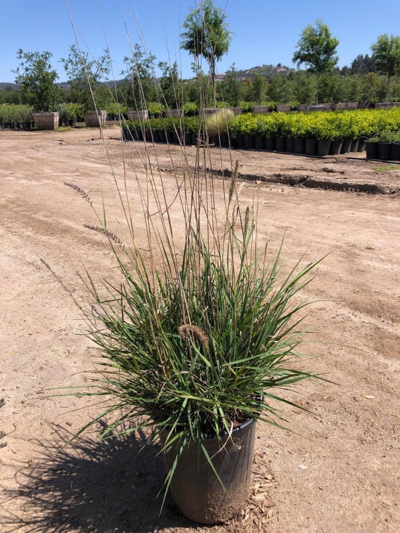Photo for Pennisetum setaceum (Fountain Grass)