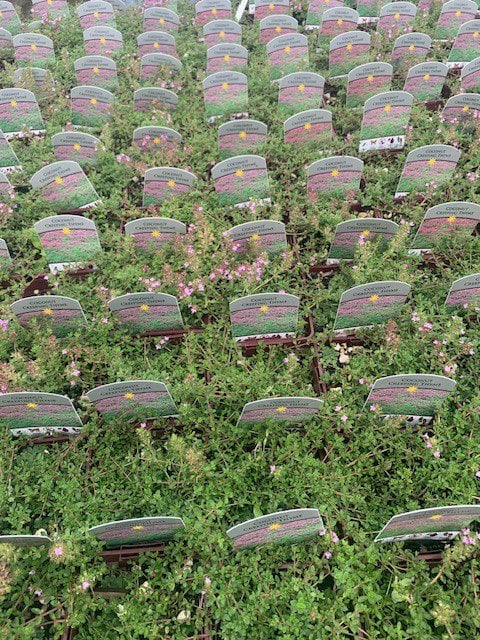 Photo for Thymus praecox (Creeping Thyme)