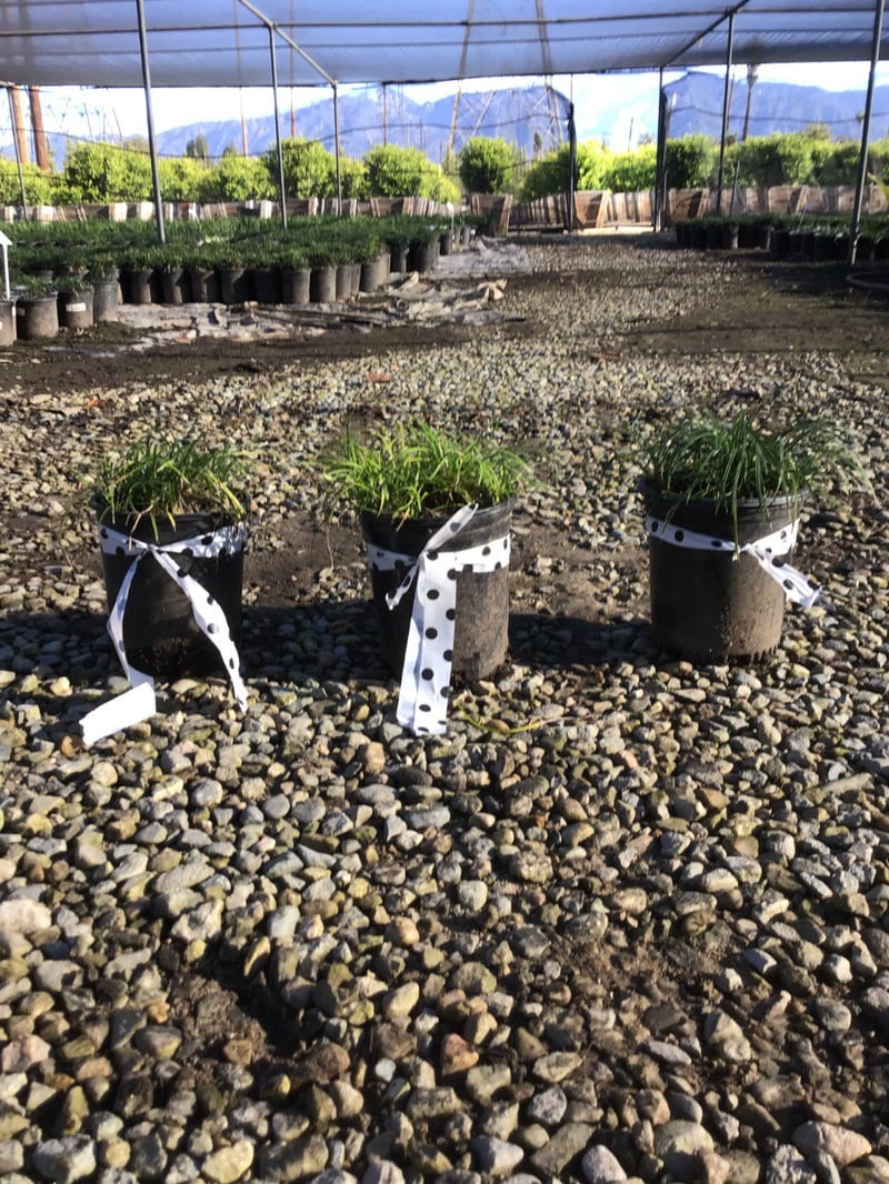 Photo for Ophiopogon japonicus (Mondo Grass)