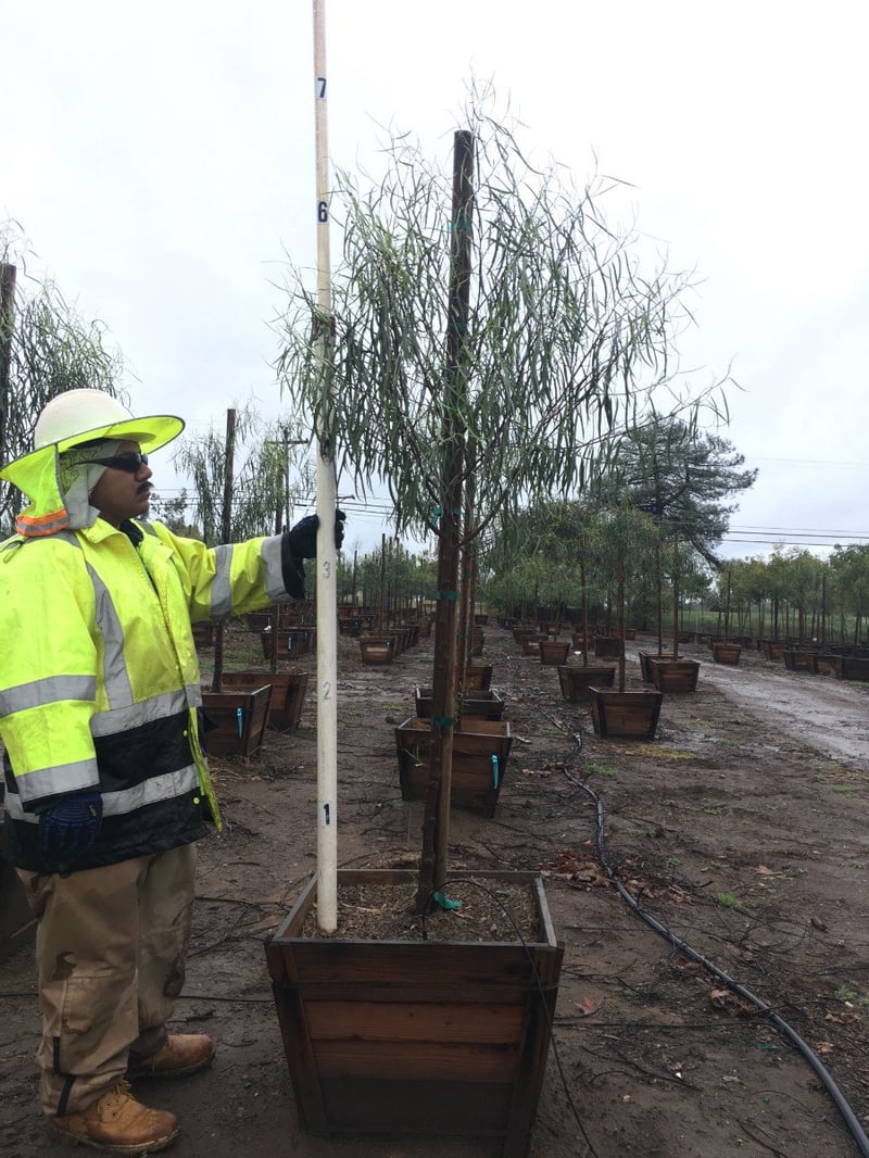 Photo for Geijera parviflora (Standard) (Australian Willow)