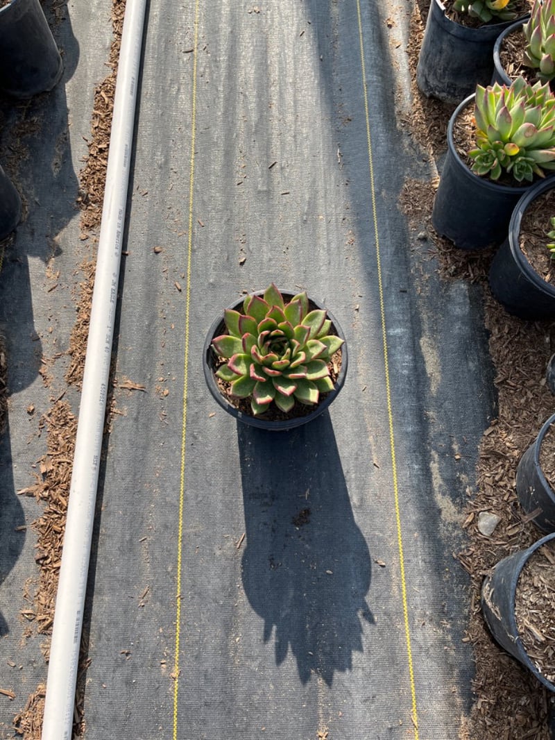 Photo for Echeveria agavoides (Carpet Echeveria)