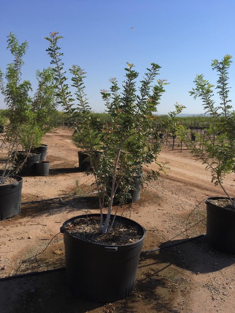Photo for Pistacia lentiscus (Mastic Tree)