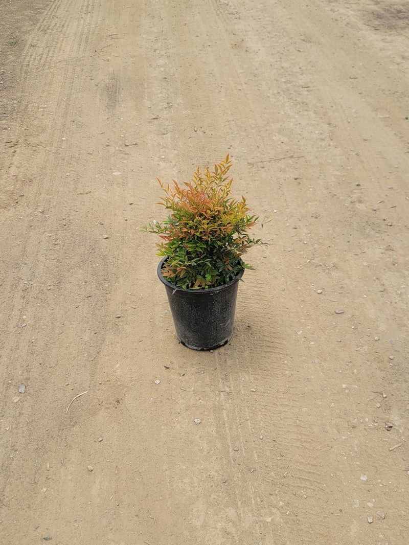 Photo for Nandina domestica (Heavenly Bamboo, Sacred Bamboo)