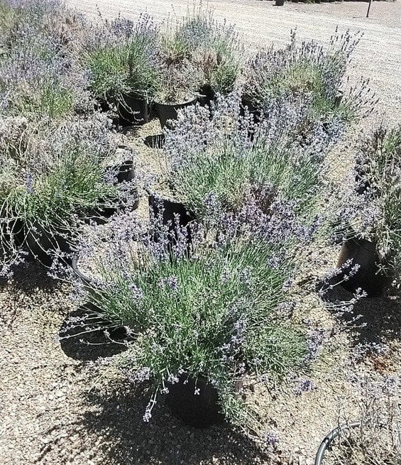 Photo for Lavandula angustifolia 'Hidcote' (English Lavender )