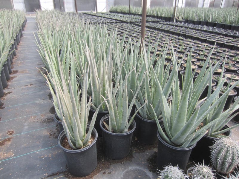 Photo for Aloe barbadensis (Medicinal Aloe Vera)