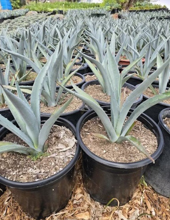Photo for Agave tequilana (Blue Tequila Agave)