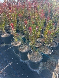 Photo for Grevillea lanigera 'Mt. Tamboritha' (Mt. Tamboritha Wooly Grevillea)