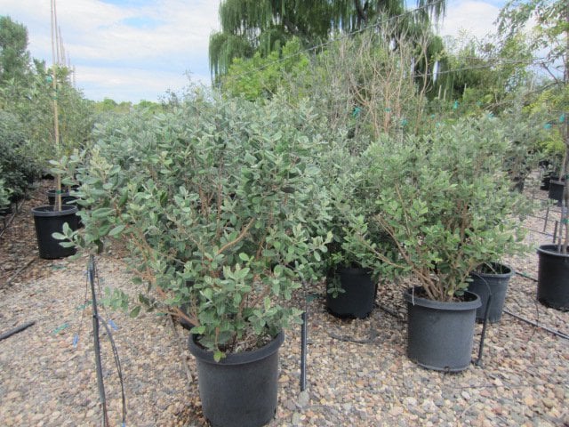 Photo for Feijoa sellowiana (Standard) (Pineapple Guava)