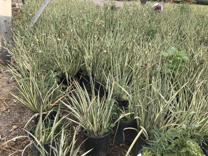 Photo for Dietes grandiflora 'Variegata' (Striped Fortnight Lily)