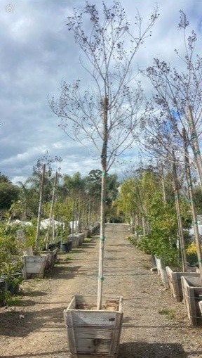 Photo for Lagerstroemia indica x fauriei 'Natchez' (Standard) (Natchez Crape Myrtle)