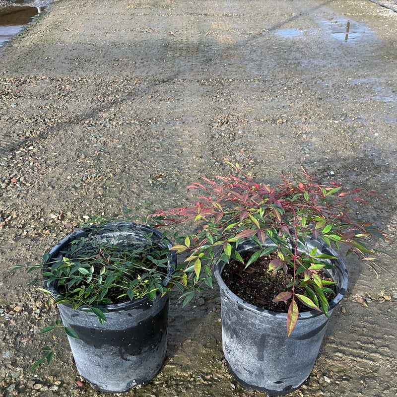 Photo for Nandina domestica 'Harbour Dwarf' (Heavenly Bamboo)