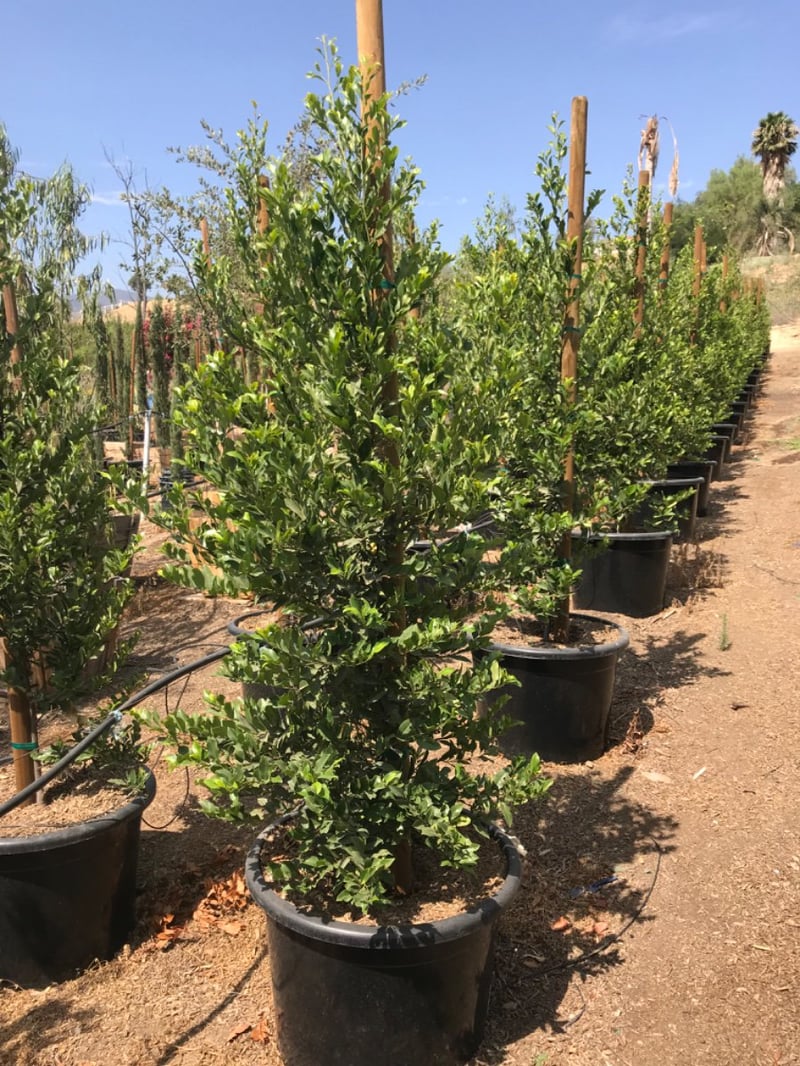 Photo for Prunus caroliniana (Carolina Cherry Laurel)