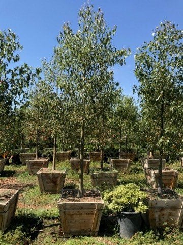 Photo for Brachychiton populneus (Bottle Tree)