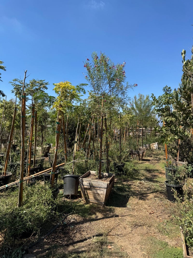 Photo for Chilopsis linearis (Standard) (Desert Willow)