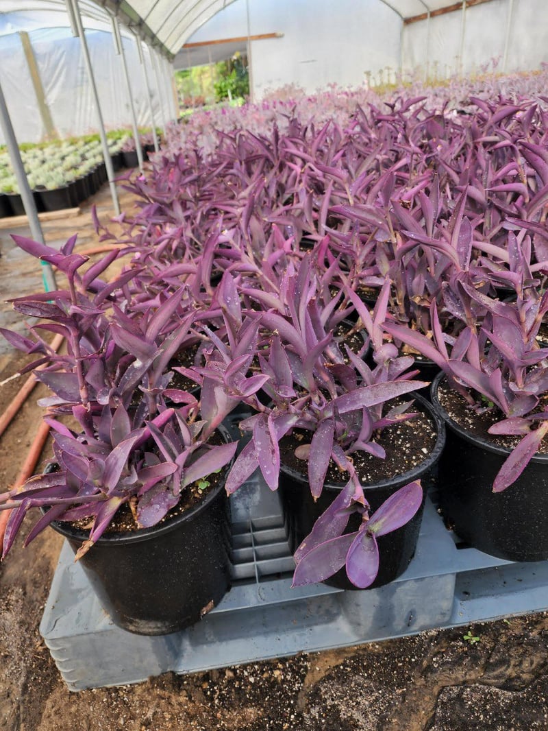 Photo for Tradescantia pallida 'Purpurea' (Purple Heart, Purple Queen)