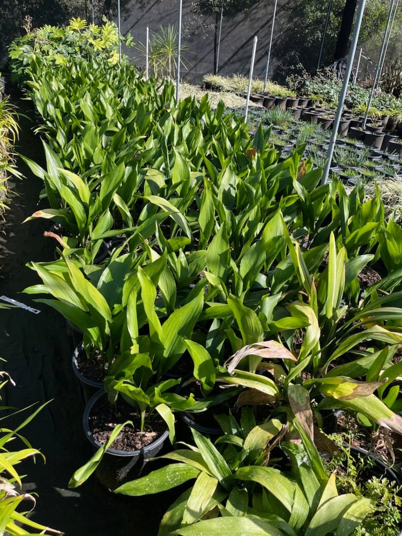 Photo for Aspidistra elatior (Cast Iron Plant)