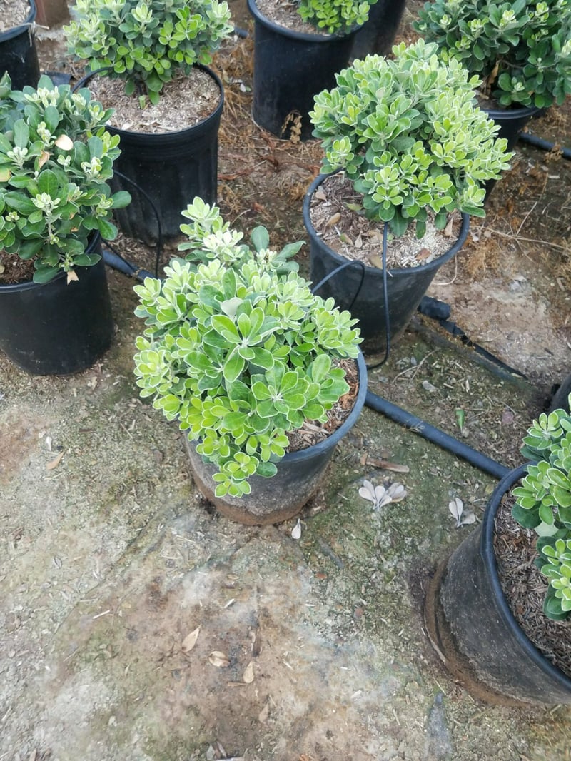 Photo for Pittosporum crassifolium 'Compactum' (Dwarf Karo)