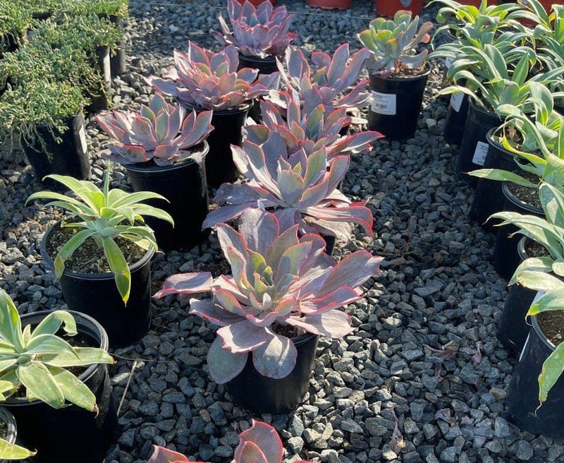 Photo for Echeveria 'Afterglow' (Echeveria 'Afterglow')