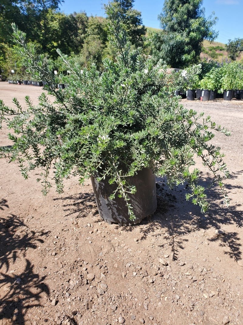 Photo for Westringia fruticosa 'Mundi' (Low Coast Rosemary)