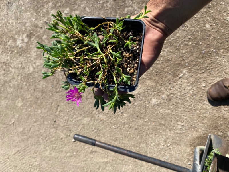 Photo for Delosperma 'John Proffitt' (John Proffitt Ice Plant)