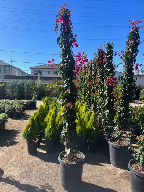 Photo for Bougainvillea 'Barbara Karst' (Staked) (Barbara Karst Bougainvillea)