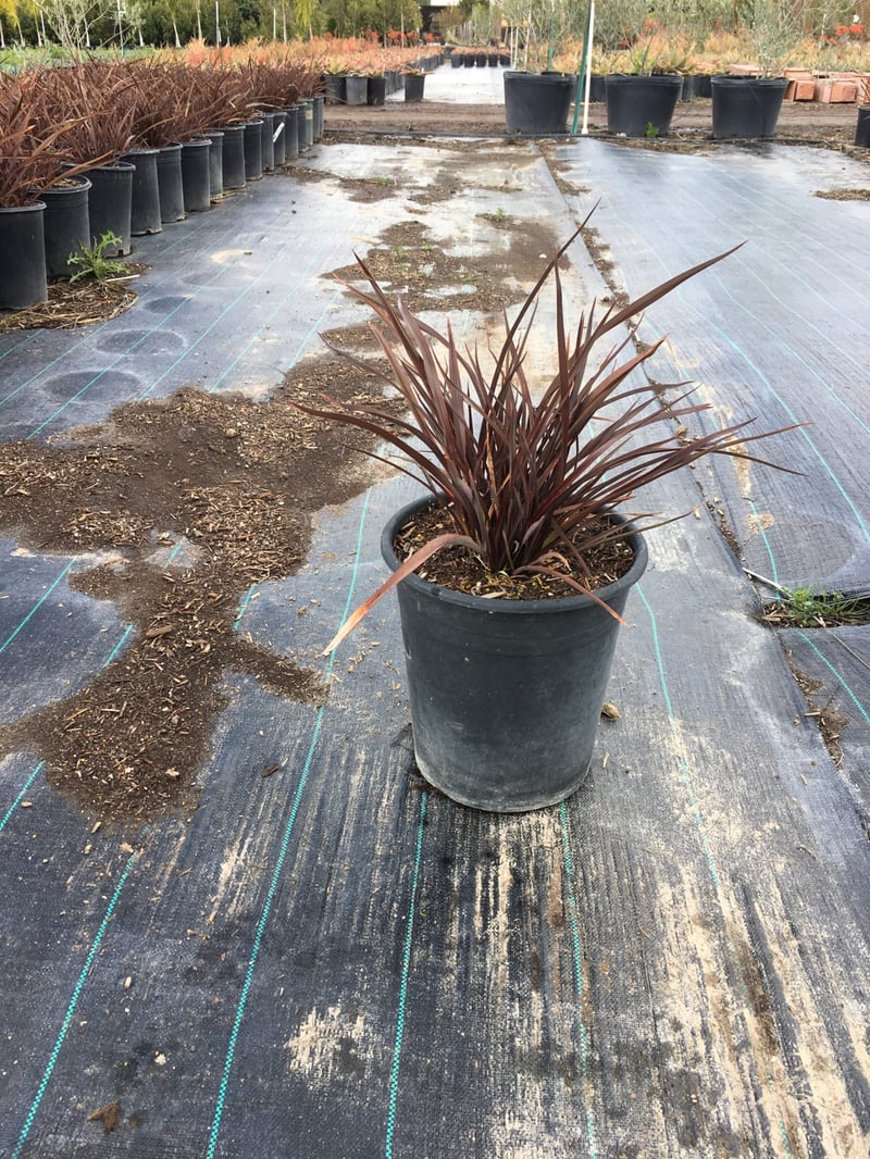 Photo for Phormium 'Amazing Red' (Amazing Red New Zealand flax)