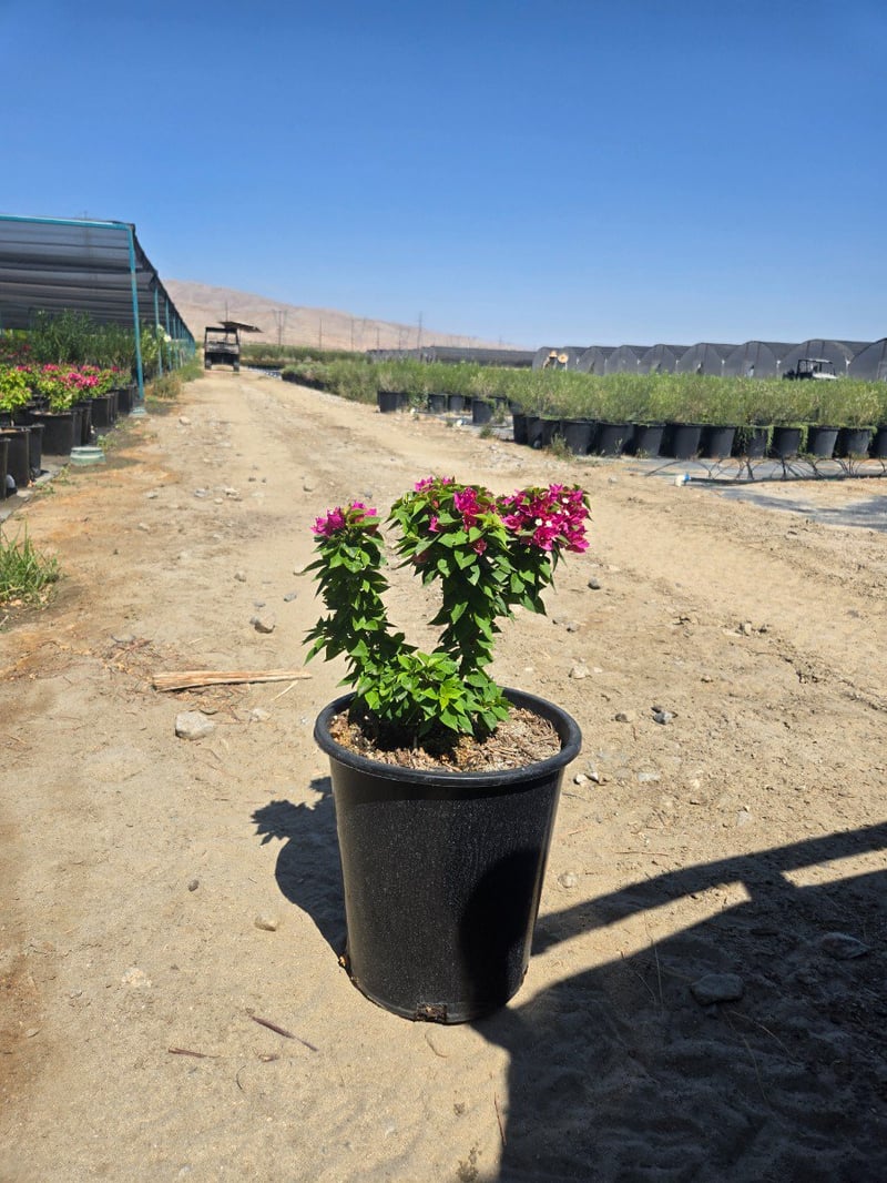Photo for Bougainvillea 'Torch Glow' (Bougainvillea 'Torch Glow')