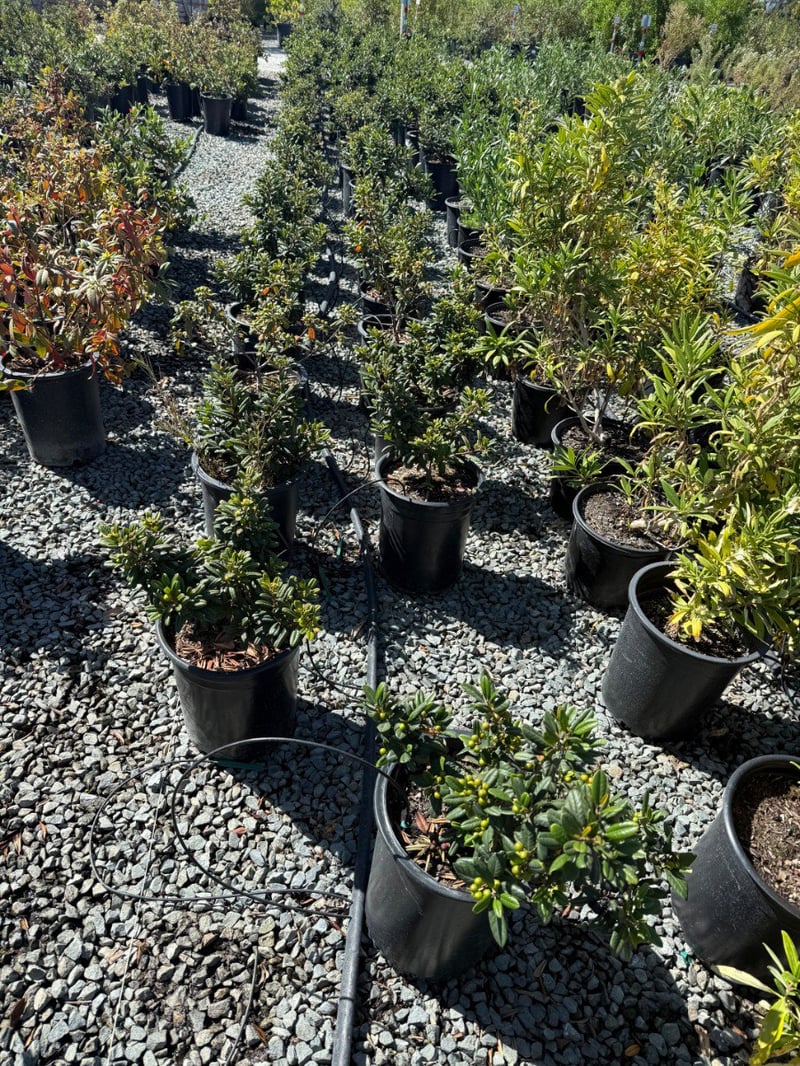 Photo for Frangula californica 'Leatherleaf' (Leatherleaf California Coffeeberry)