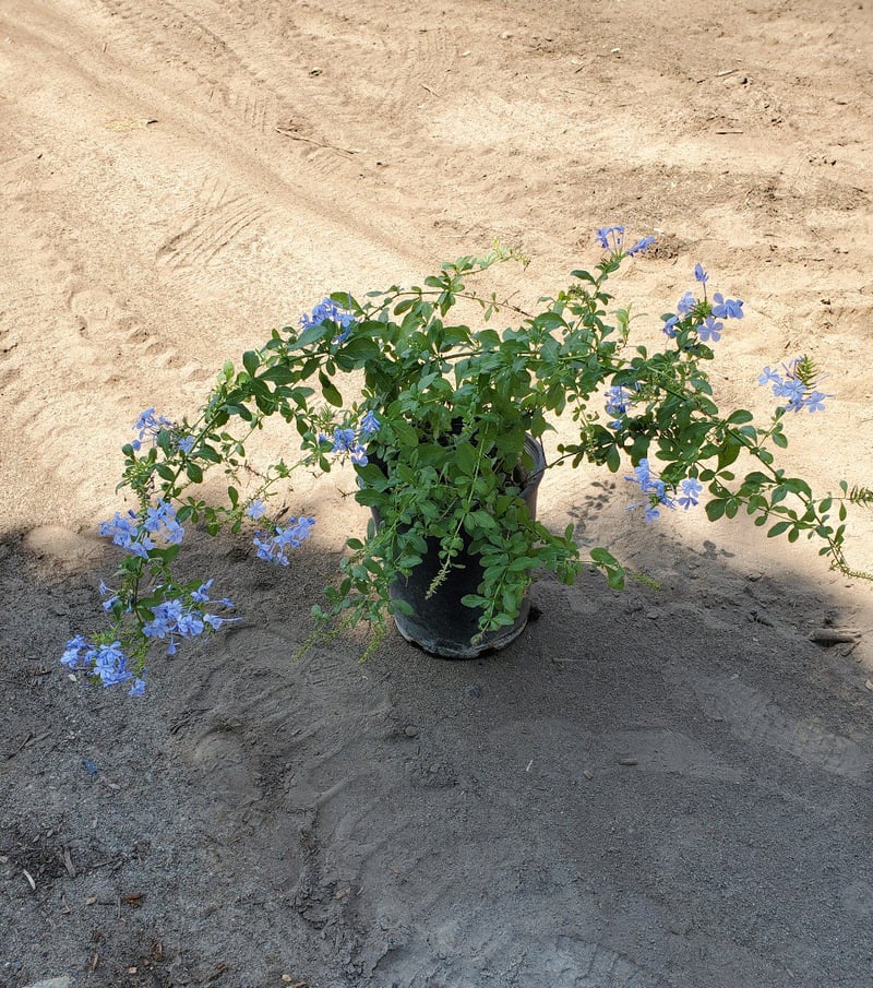 Photo for Plumbago auriculata 'Imperial Blue' (Blue Cape Plumbago)