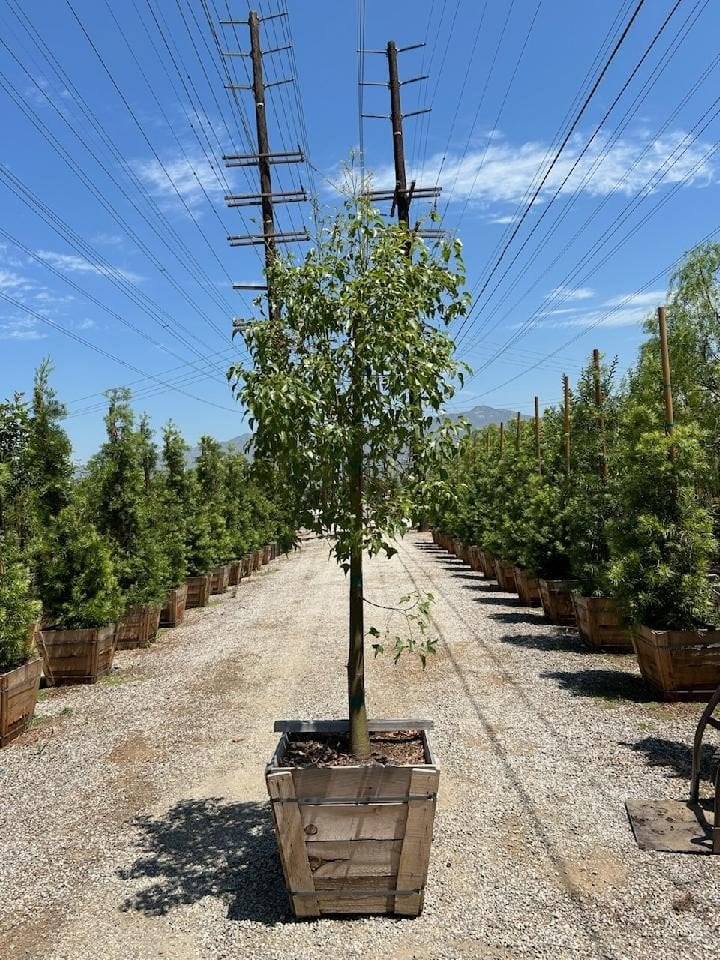Photo for Brachychiton populneus (Bottle Tree)