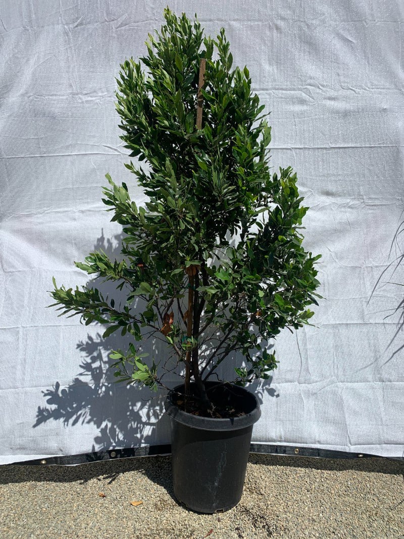 Photo for Prunus caroliniana 'Compacta' (Standard) (Compact Carolina Cherry Laurel)