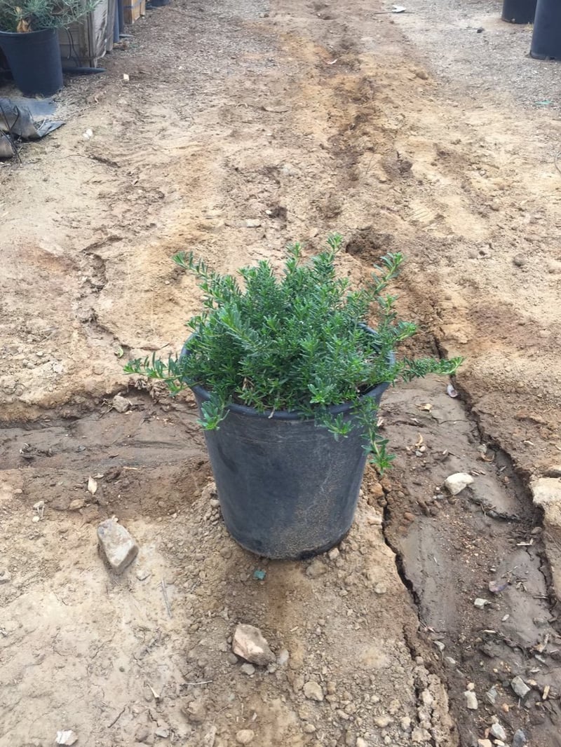 Photo for Myoporum parvifolium (Creeping Myoporum)