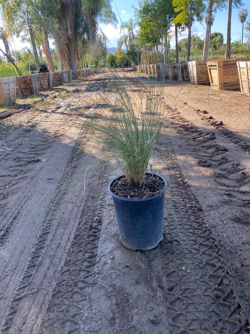 Photo for Muhlenbergia capillaris (Pink Muhly, Gulf Muhly)