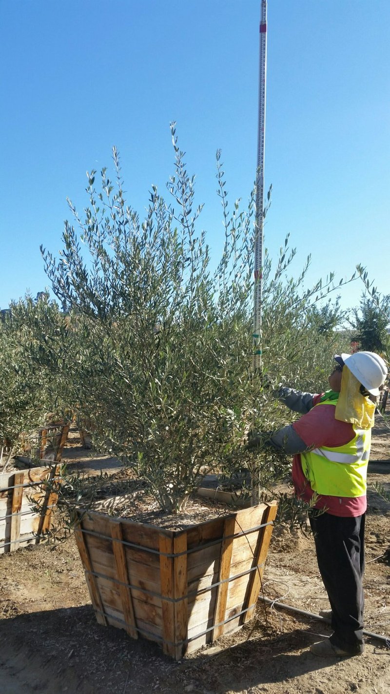Photo for Olea europaea 'Wilsonii' (Wilsonii Fruitless Olive)