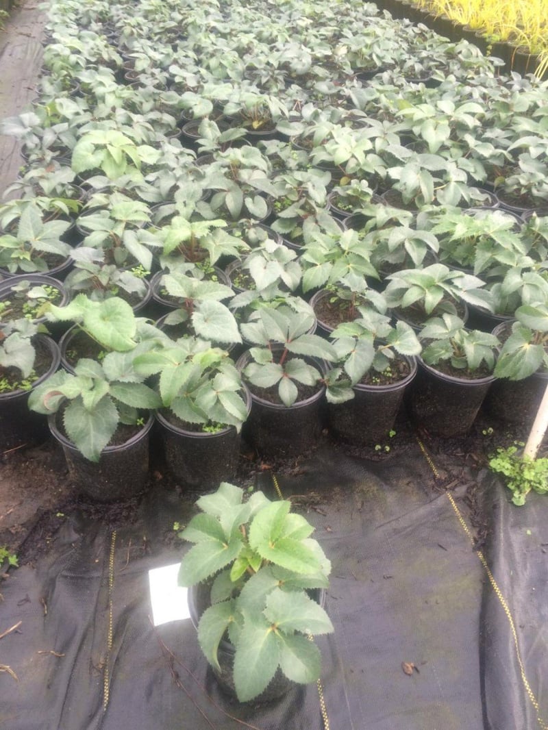 Photo for Helleborus argutifolius (H. corsicus) (Corsican Hellebore)