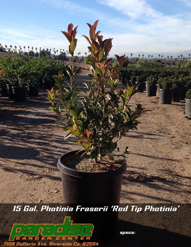 Photo for Photinia x fraseri (Fraser's Photinia)