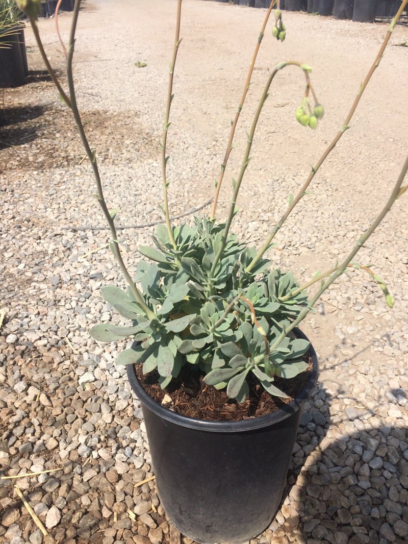 Photo for Calandrinia grandiflora (Rock Purslane)