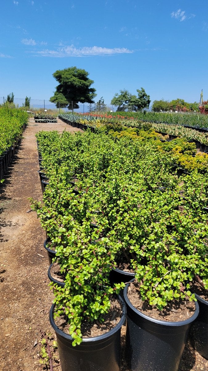 Photo for Portulacaria afra (Elephant's Food)