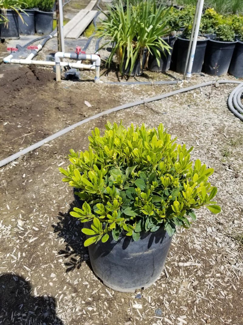 Photo for Pittosporum tobira 'Wheeler's Dwarf' (Wheeler's Dwarf Japanese Mock Orange)