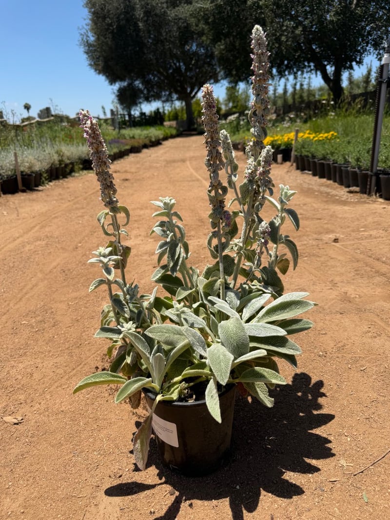 Photo for Stachys byzantina (Lamb's-Ears)
