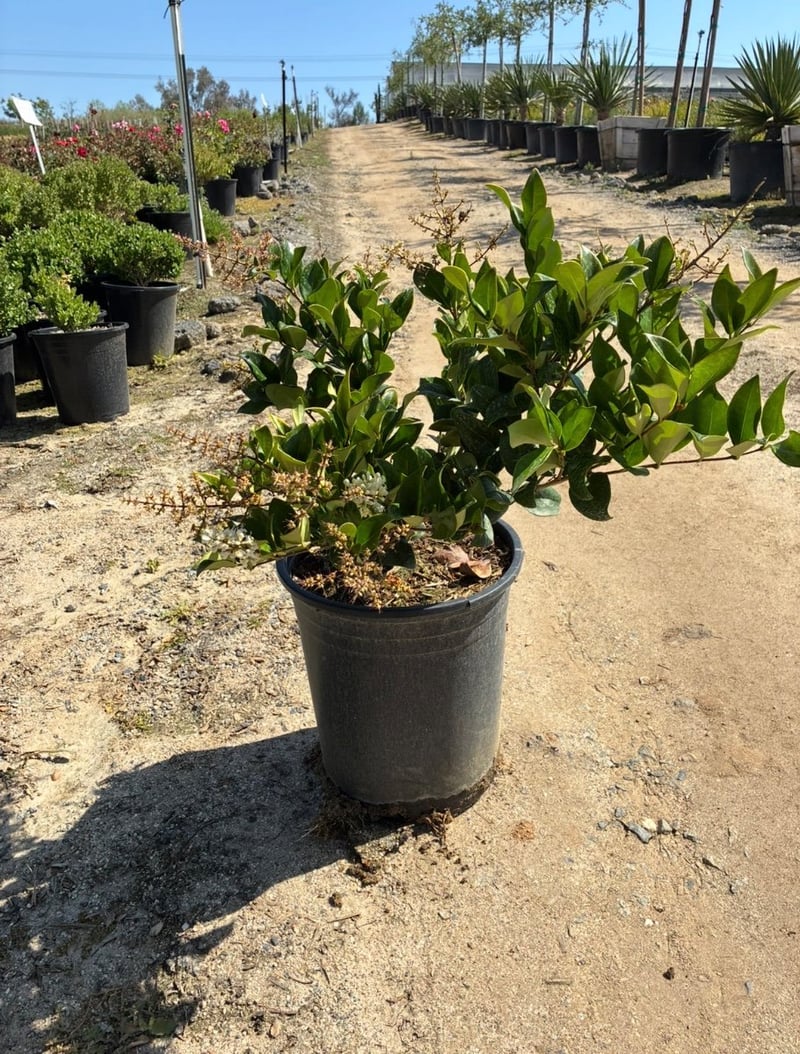 Photo for Ligustrum japonicum 'Texanum' (Waxleaf Privet)